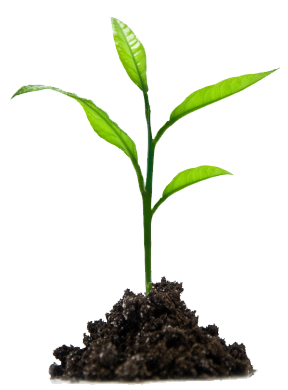 sprout-plant