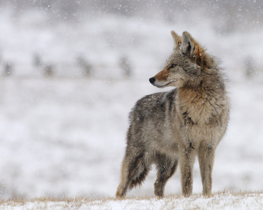 coyote