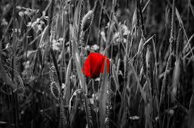 flower in a field