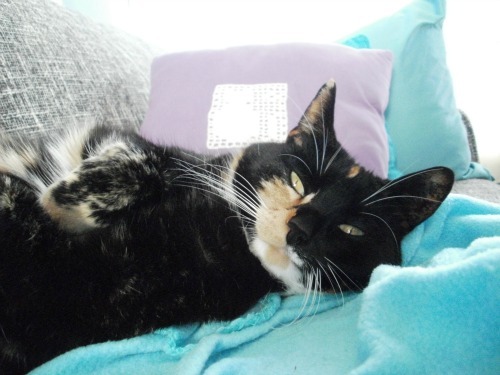tortoiseshell-cat