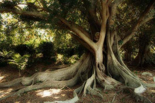 Tree2
