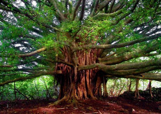 Tree3