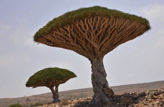 Tree4
