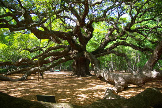 Tree5