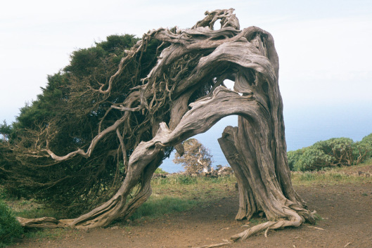 Tree6