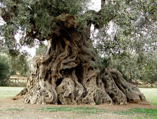 Tree7