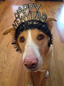 New Years Nala