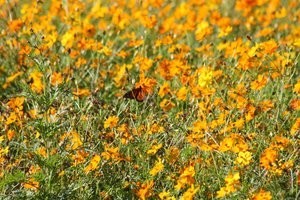 Wildflowers with butterfly