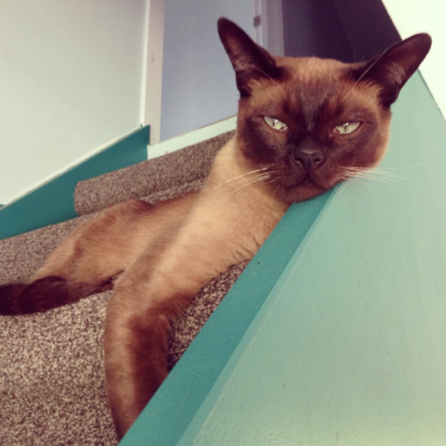 socrates the cat
