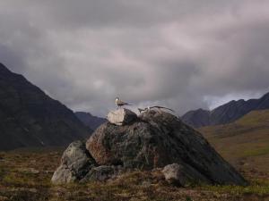 GatesofArctic
