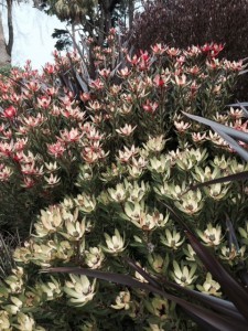 Not a blue-haired boy but a fascinating pair of shrubs