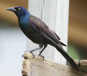 grackle