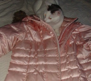 The coat in question (with special guest appearance by Oliver the Cutie Pie.