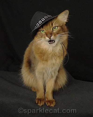 somali cat wearing fedora with her mouth open