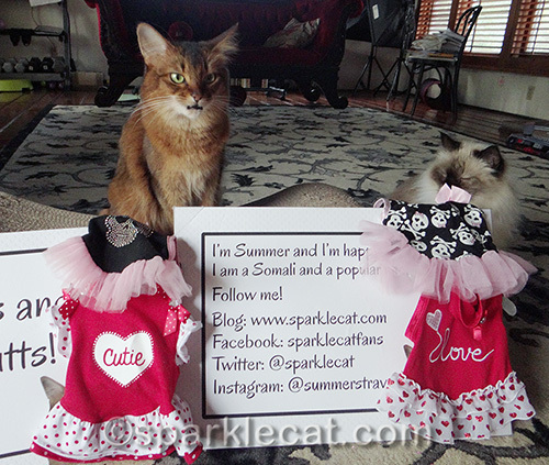Somali cat and ragdoll cat outtake with cat clothes and sign