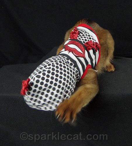 Somali cat wardrobe malfunction