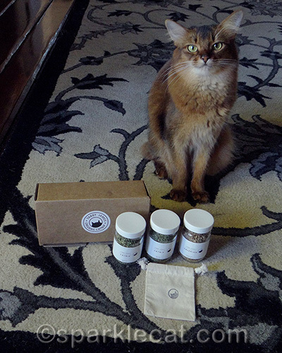 Somali cat poses with Tabby James catnip gift set