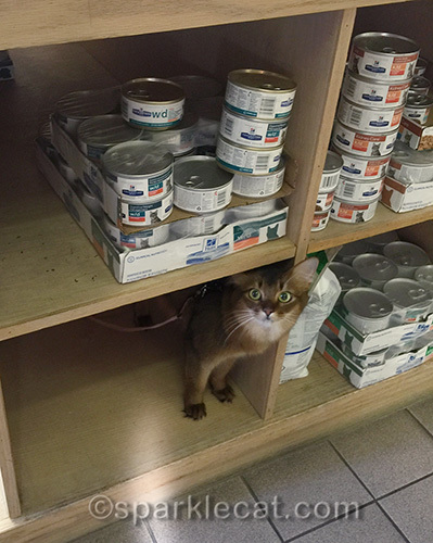 Somali cat at veterinary clinic shop