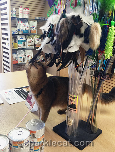 Somali cat explores the cat toys at the veterinary clinic shop
