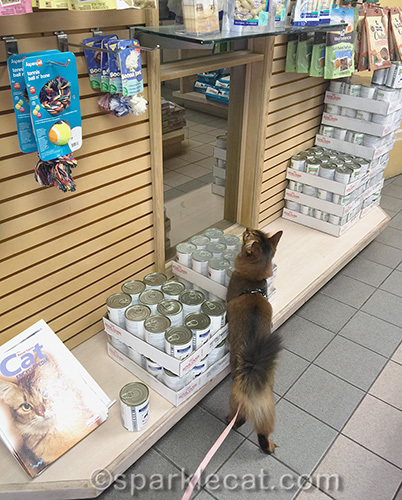 Somali cat explores the veterinary clinic shop
