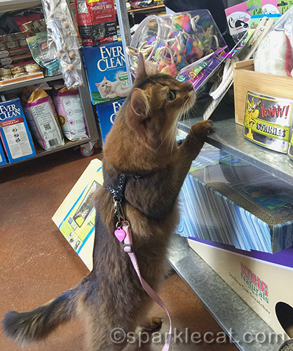Somali cat on harness checking out catnip at a pet store