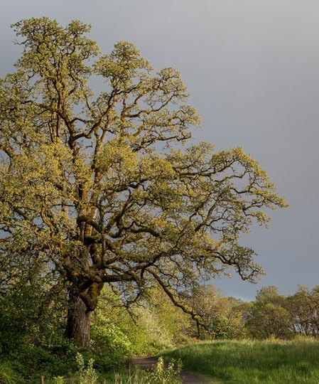Quercus garryana at Ridgefield NWR
