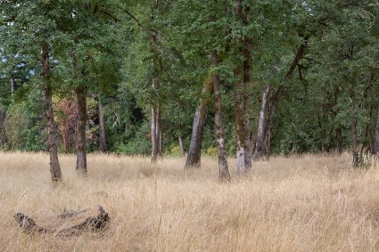 Oregon oak restored grassland