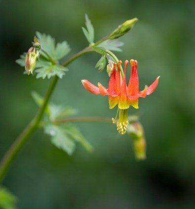 Aquilegia formosa