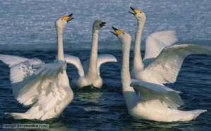 Swans performing a courtship dance on the Kussharo Lake, Teshikaga-Machi, Hokkaido, Japan