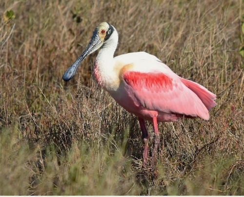 Spoonbill