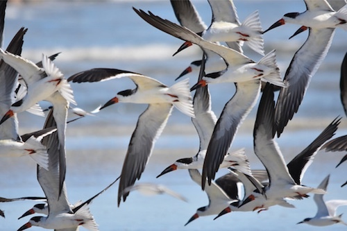 Black Skimmers