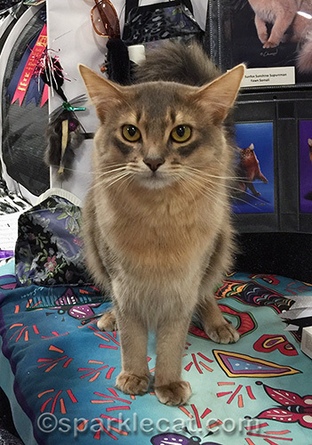 Tajhara Chill Factor, blue Somali cat, Somali cat, San Diego Cat Show
