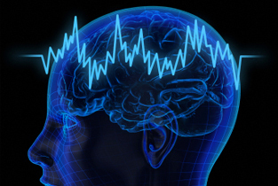 cerebro-humano