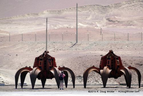Desert Crabs