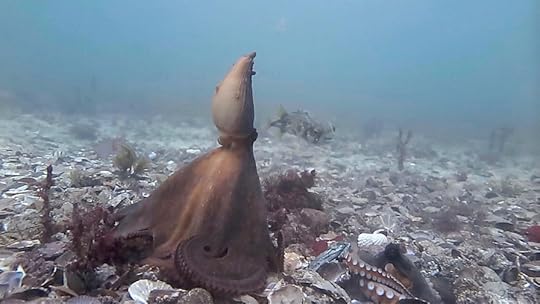 Nosferatu sst jervis 1 PGS cmp