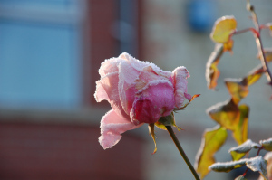 a chilled English rose