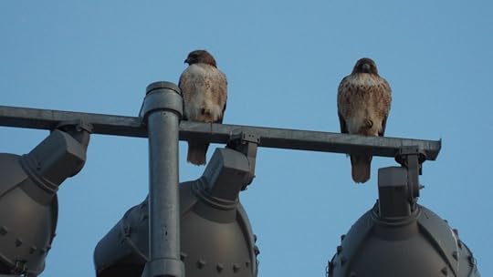 Red-tailed Hawk pair