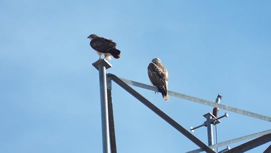 More Hawks