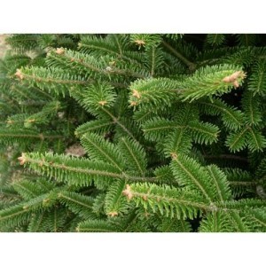 10846102_10152781661855141_1125624728710211676_n