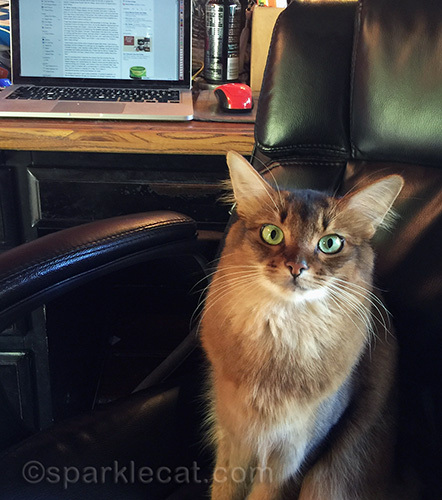 Somali cat in desk chair at home office