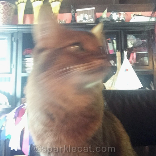 somali cat takes blurry selfie