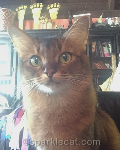Slightly overexposed Somali cat office selfie