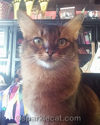 somali cat selfie in a home office