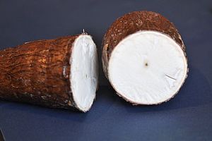 cassava Manihot_esculenta_-_cross_section_2