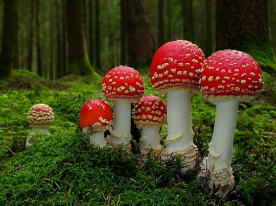 Red Amanita Muscaria mushrooms are traditionally associated with fairies, elves and pixies. Magic mushrooms indeed!