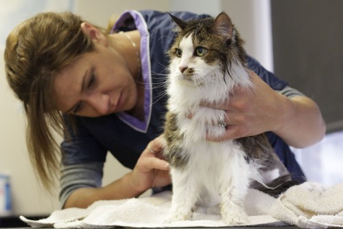 cat-grooming