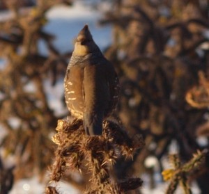 lookout quail crop