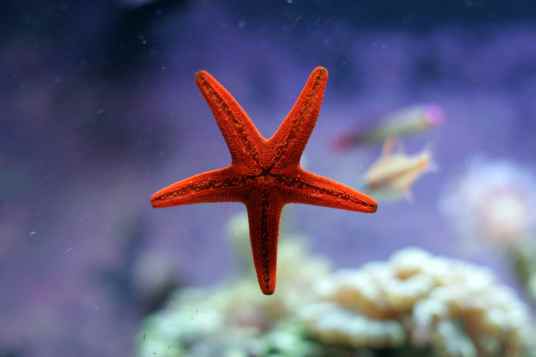starfish morgue
