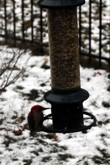 Woodpecker on the bird feeder.