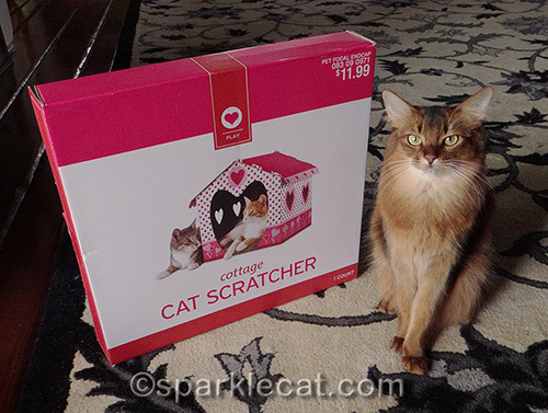 Somali cat with Valentine Cat Scratcher in box